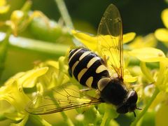 Syrphus vitripennis