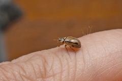 Mulsantina hudsonica