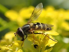 Syrphus vitripennis