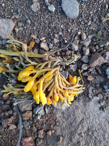 Pelvetia canaliculata observed 2026-10-22