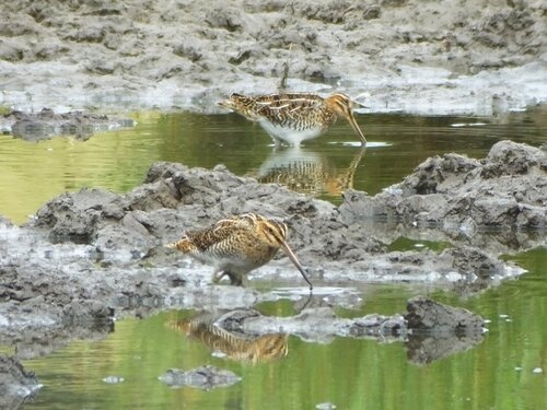 iNaturalist image