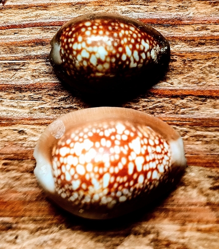 Cypraea caputserpentis observed 2026-10-21
