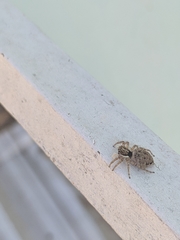 Menemerus semilimbatus