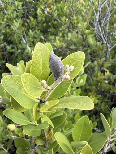 Avicennia germinans observed 2026-10-22