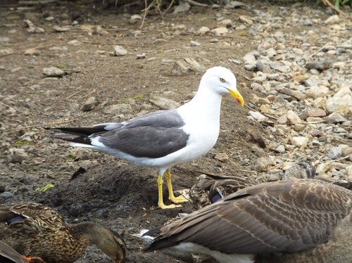 iNaturalist image
