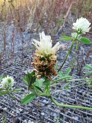 Trifolium alexandrinum