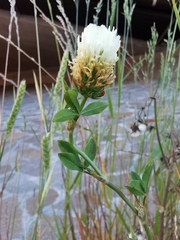 Trifolium alexandrinum