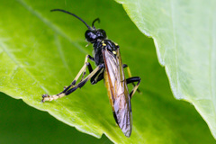 Tenthredo maculata