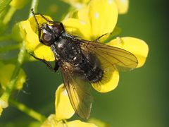 Rhinomorinia sarcophagina