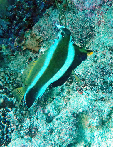 Heniochus chrysostomus observed 2026-10-21