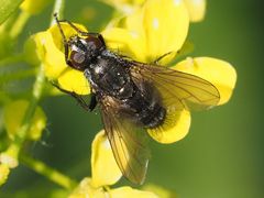 Rhinomorinia sarcophagina