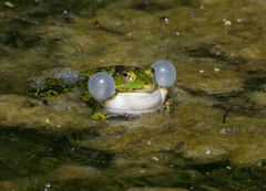 Pelophylax