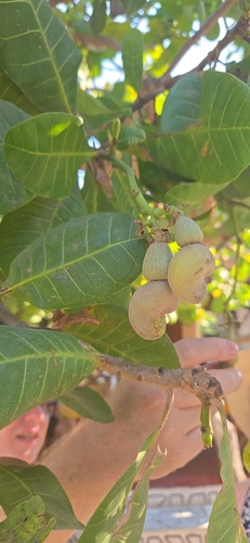 Anacardium occidentale observed 2026-10-21