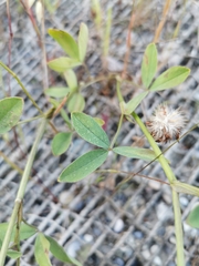 Trifolium alexandrinum