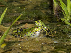 Pelophylax
