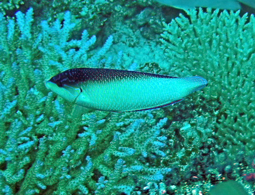 Anampses observed 2026-10-21