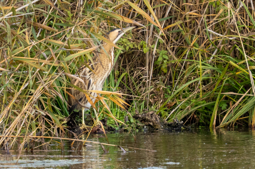 iNaturalist image