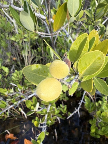 Avicennia germinans observed 2026-10-22