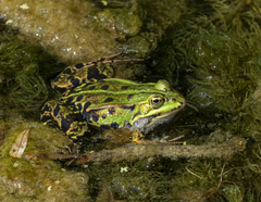Pelophylax