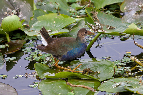 iNaturalist image