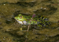 Pelophylax