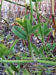 Trifolium alexandrinum