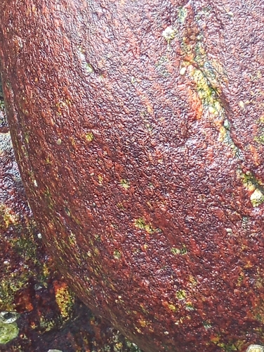 Hildenbrandia observed 2026-10-22