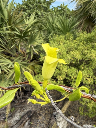 Pentalinon luteum observed 2026-10-22