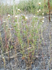 Trifolium alexandrinum