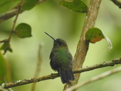 Haplophaedia aureliae