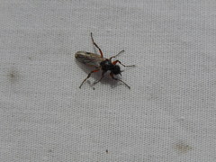 Bibio xanthopus