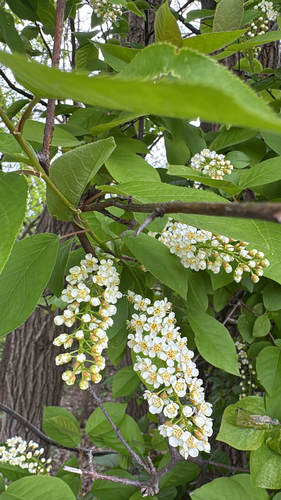 chokecherry photograph by the iNaturalist community