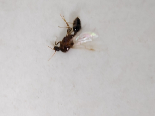 Solenopsis geminata observed 2026-10-22