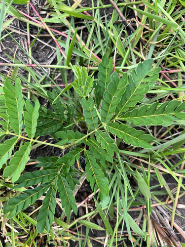Albizia adianthifolia observed 2026-10-22