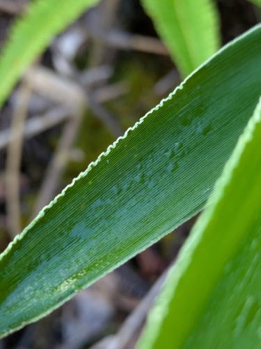 Isachne distichophylla observed 2026-10-21