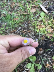 Erigeron quercifolius