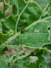 Phyllotreta striolata