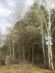 Amelanchier canadensis