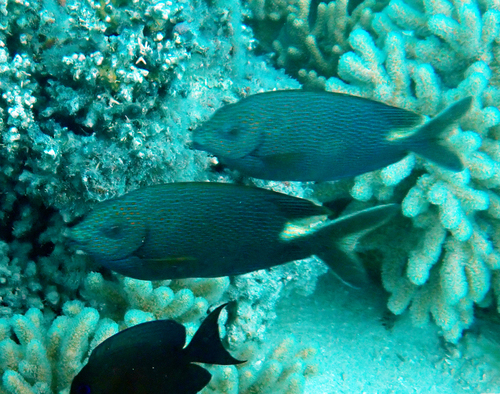 Siganus punctatus observed 2026-10-21