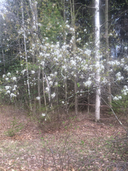 Amelanchier laevis