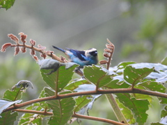 Tangara labradorides