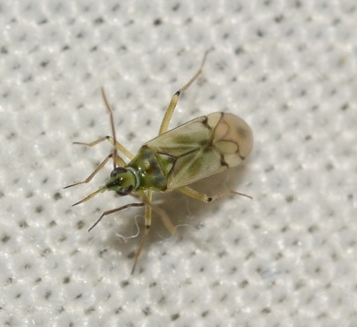 Cyrtopeltis observed 2026-10-21