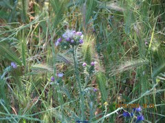 Hordeum murinum leporinum