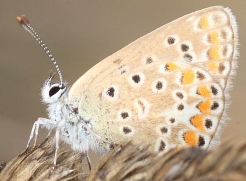 Common Blue