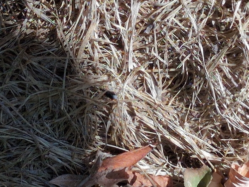Insects
