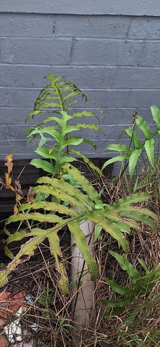 Phlebodium aureum observed 2026-10-22