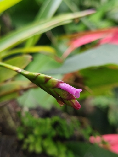 Tillandsia complanata, 2026-10-22