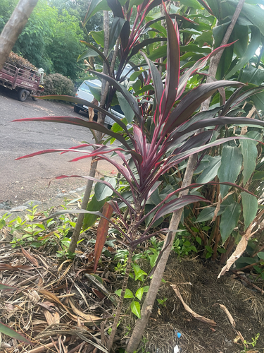 Cordyline fruticosa observed 2026-10-22