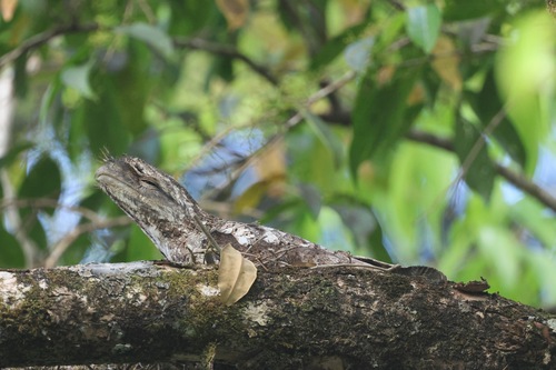 Podargus papuensis observed 2026-10-16
