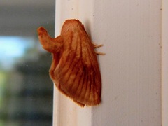 Tortricidia testacea